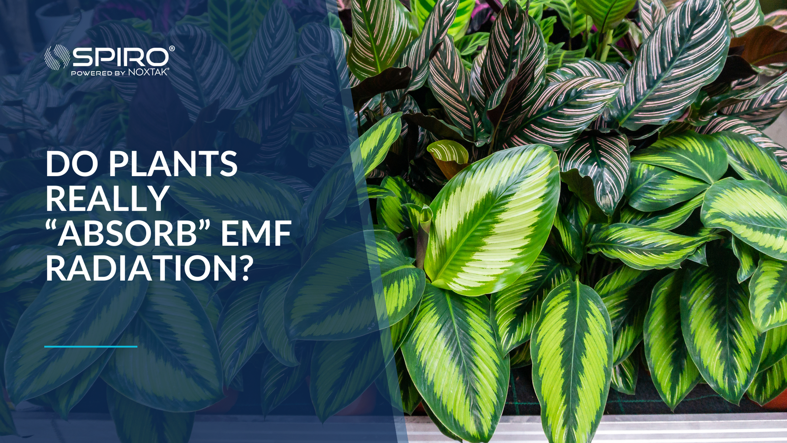 Do plants really “absorb” EMF radiation?